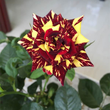国月灌木流星雨月季花苗中国古老特大花浓香庭院四季植物盆栽