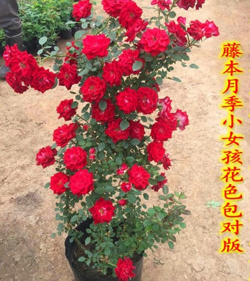 藤本小女孩爬藤多花月季庭院大型藤本蔷薇玫瑰盆栽别墅围栏花