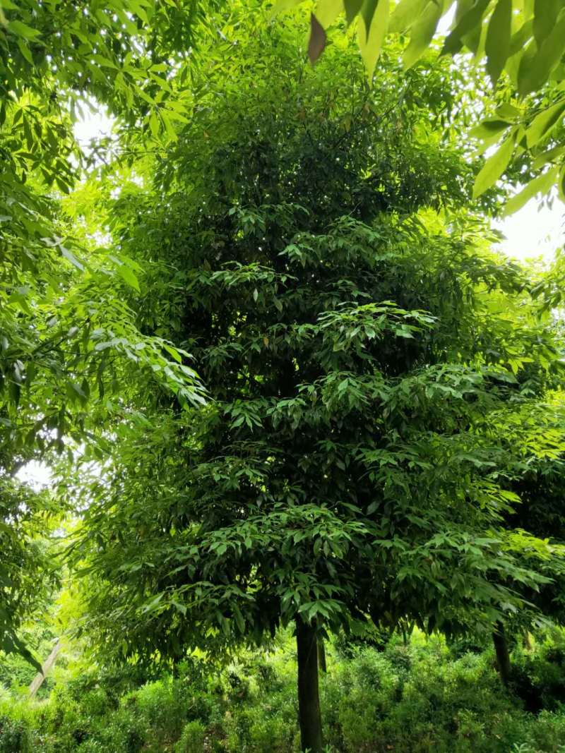 优质成都胸径8公分桢楠苗圃直销批发