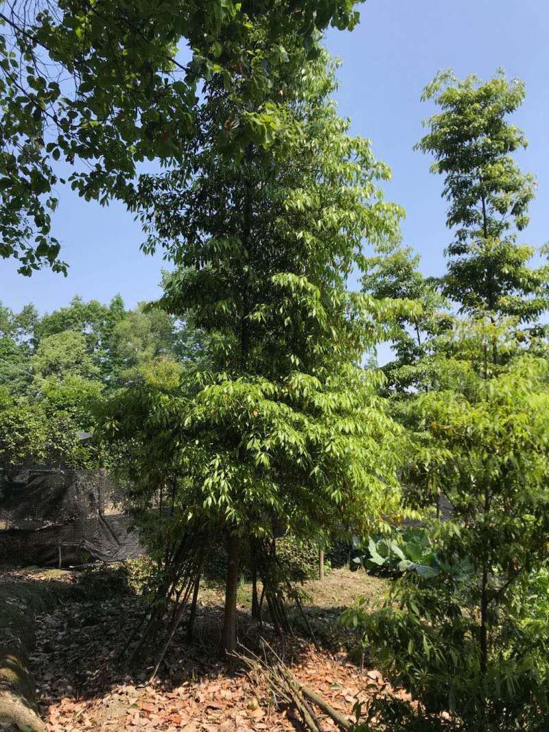 优质成都胸径8公分桢楠苗圃直销批发