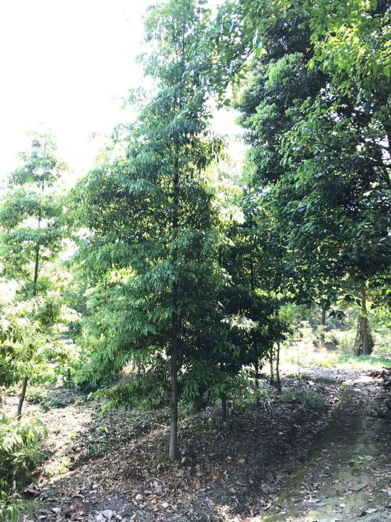 优质成都胸径8公分桢楠苗圃直销批发