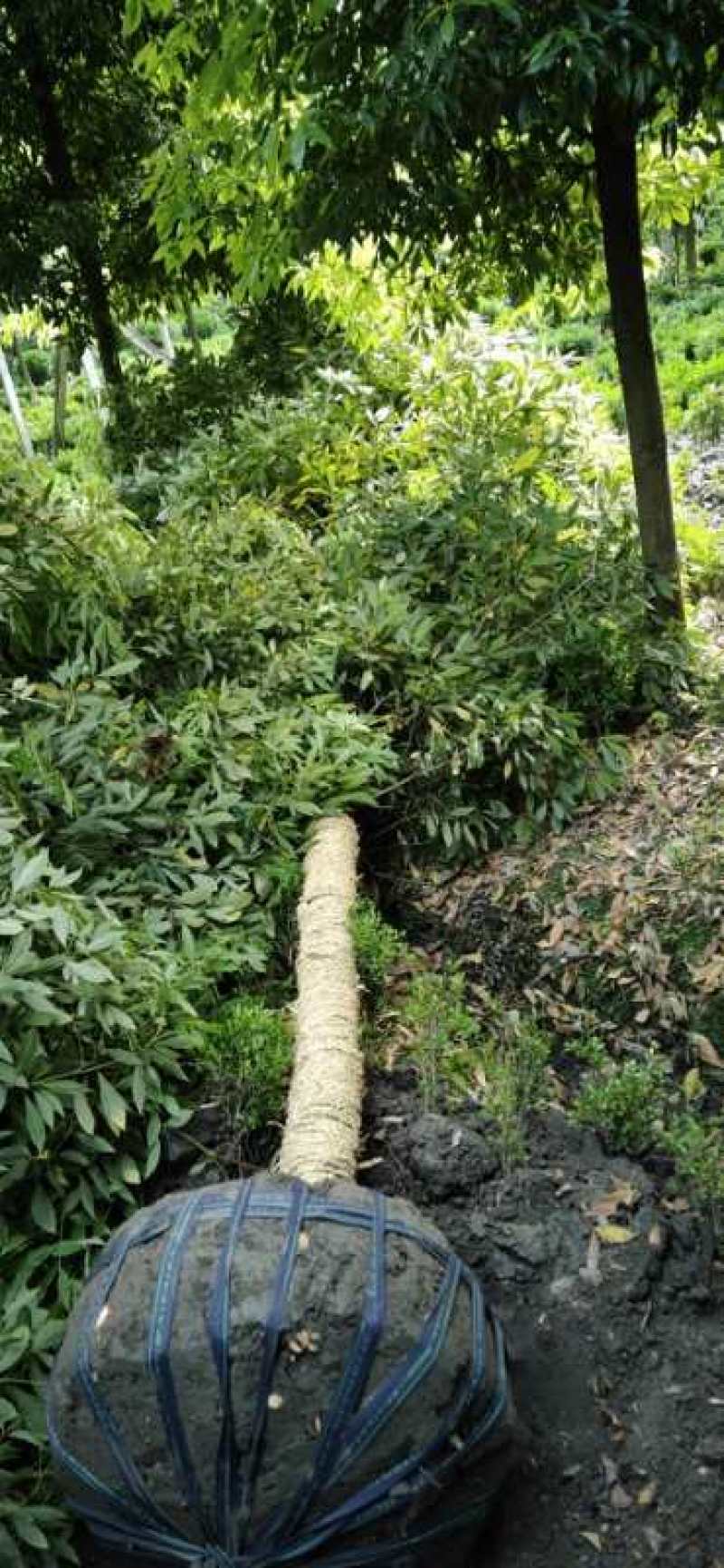 优质成都胸径8公分桢楠苗圃直销批发