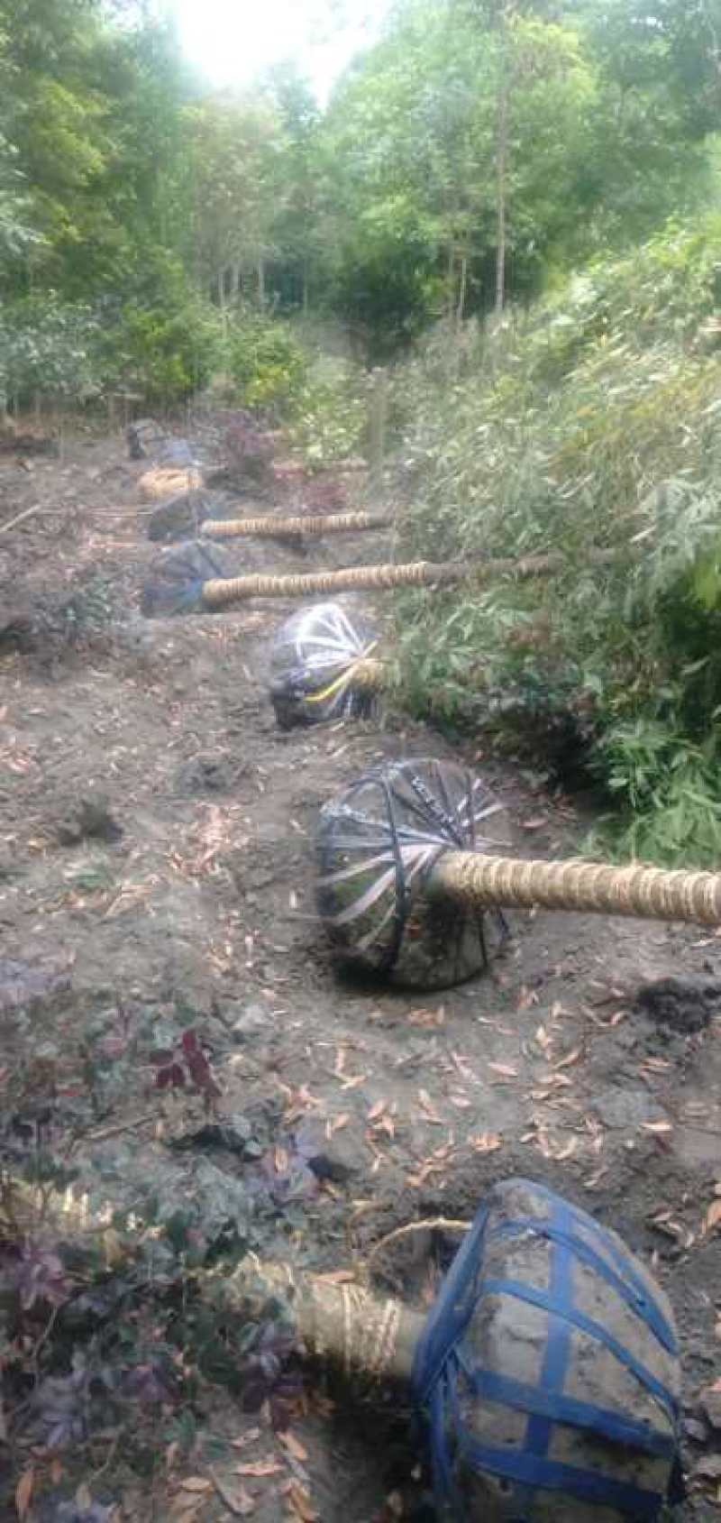 优质成都胸径8公分桢楠苗圃直销批发