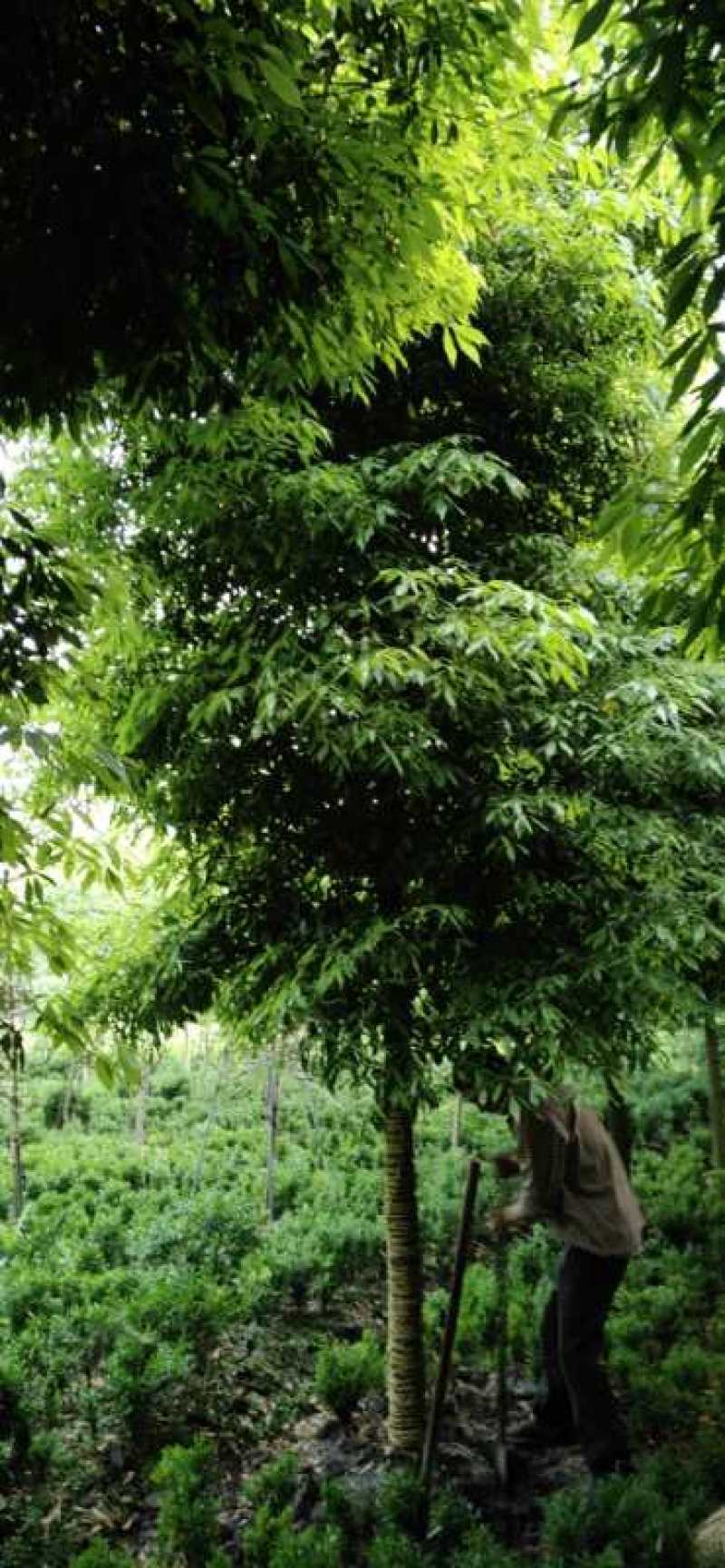 优质成都胸径8公分桢楠苗圃直销批发