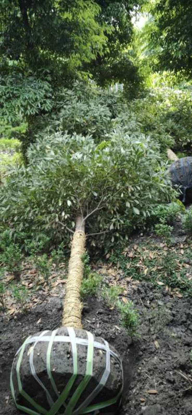 优质成都胸径8公分桢楠苗圃直销批发