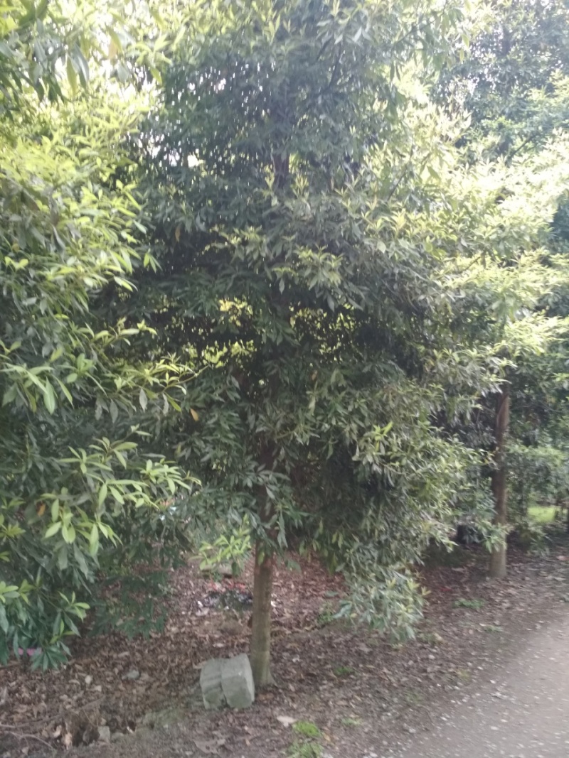 优质成都胸径8公分桢楠苗圃直销批发