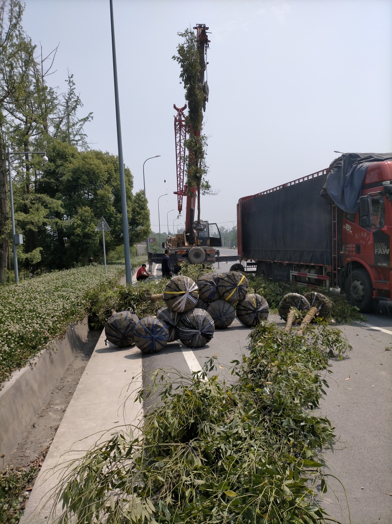 优质成都胸径8公分桢楠苗圃直销批发