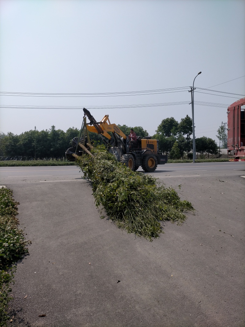 优质成都胸径8公分桢楠苗圃直销批发