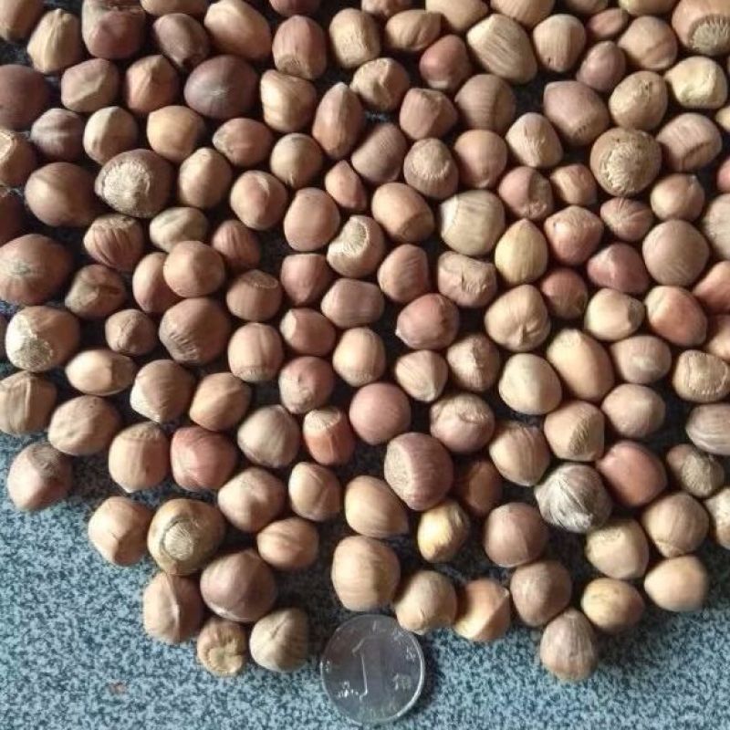 新货东北野生小榛子特产薄皮原味坚果炒熟干果零食500g