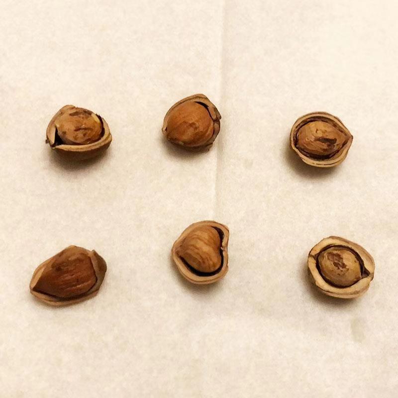 新货东北野生小榛子特产薄皮原味坚果炒熟干果零食500g
