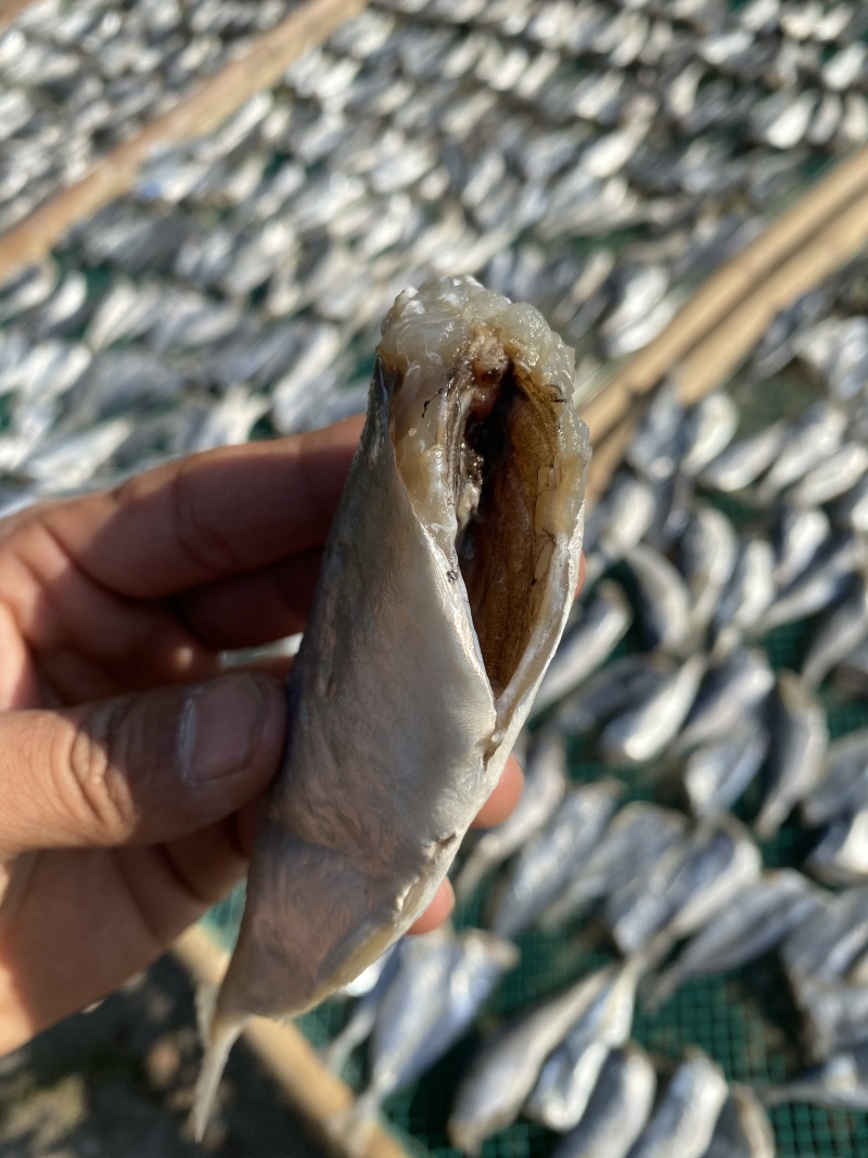 咸鱼干北海特产鱼干池鱼干巴浪鱼干海鲜干货批发棍子鱼干