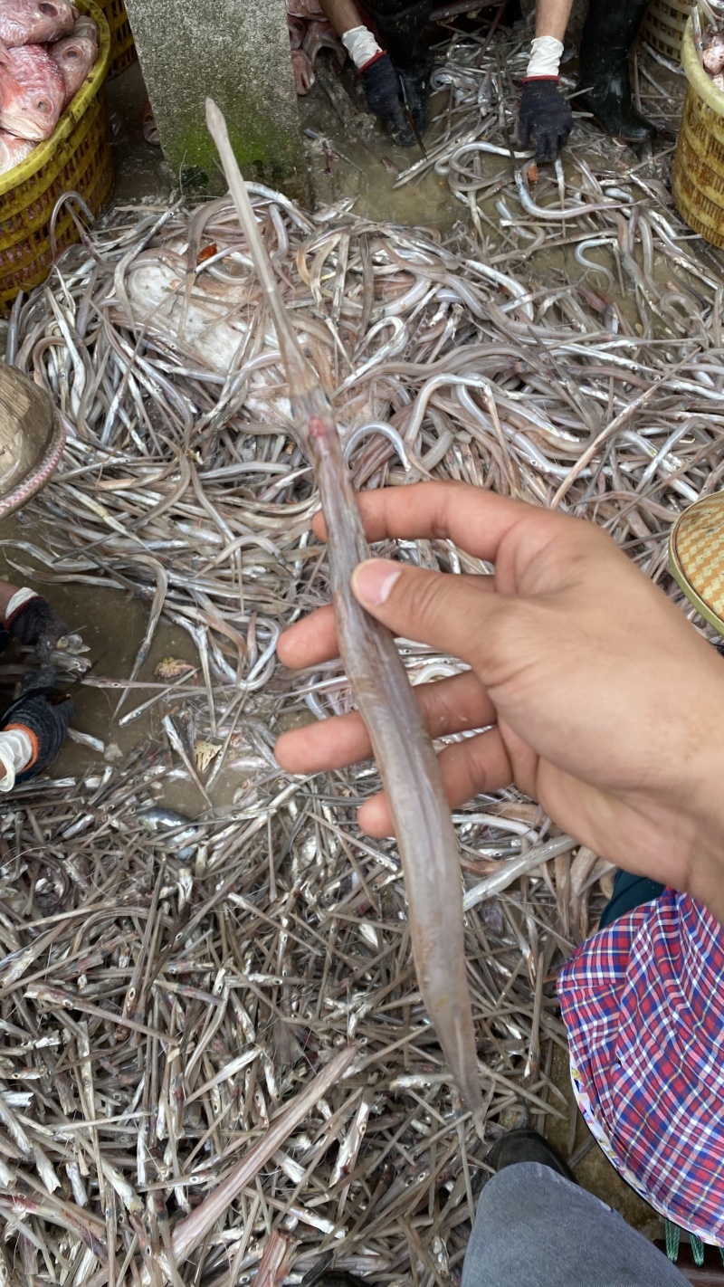 北海特产海鲜干货批发鹤嘴鱼干马鞭鱼鳞烟管鱼白鳗鱼干咸鱼干