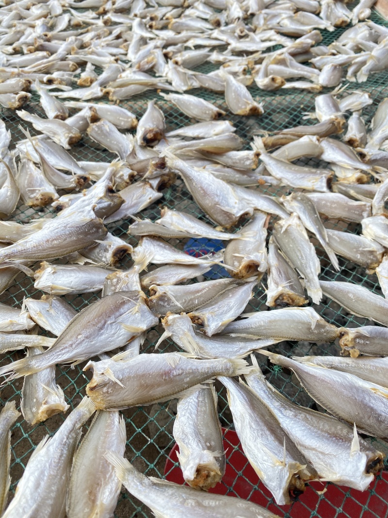 北海特产海鲜干货批发黄花鱼滑仔鱼干咸鱼干货批发黄鱼干
