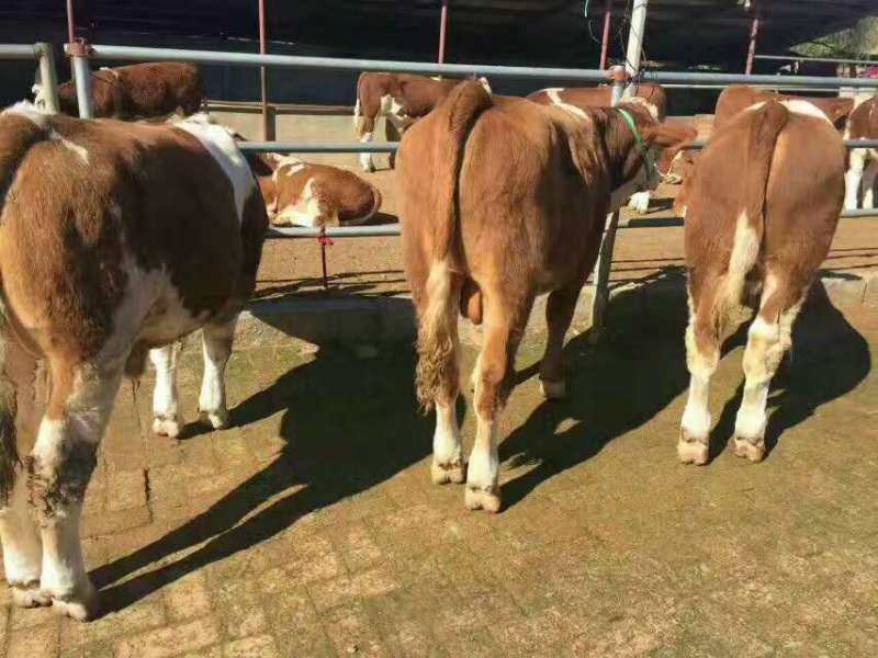贵阳养牛场贵州养牛场贵阳肉牛犊贵阳黄牛崽西门塔尔