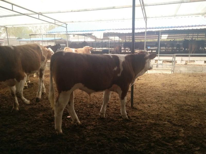 贵阳养牛场贵州养牛场贵阳肉牛犊贵阳黄牛崽西门塔尔