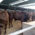 西门塔尔肉牛犊肉牛犊肉牛苗小牛崽肉牛崽西门塔尔牛