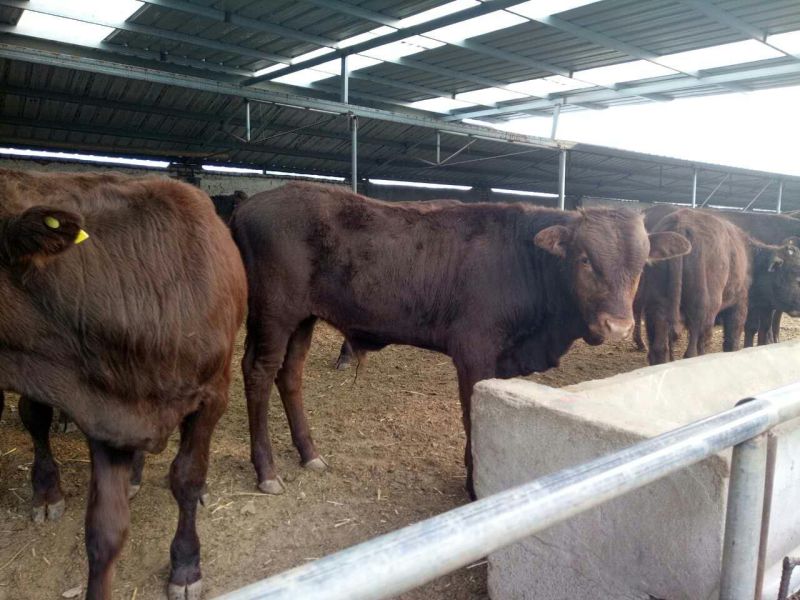 西门塔尔肉牛犊肉牛犊肉牛苗小牛崽肉牛崽西门塔尔牛