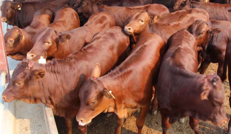 西门塔尔肉牛犊肉牛犊肉牛苗小牛崽肉牛崽西门塔尔牛