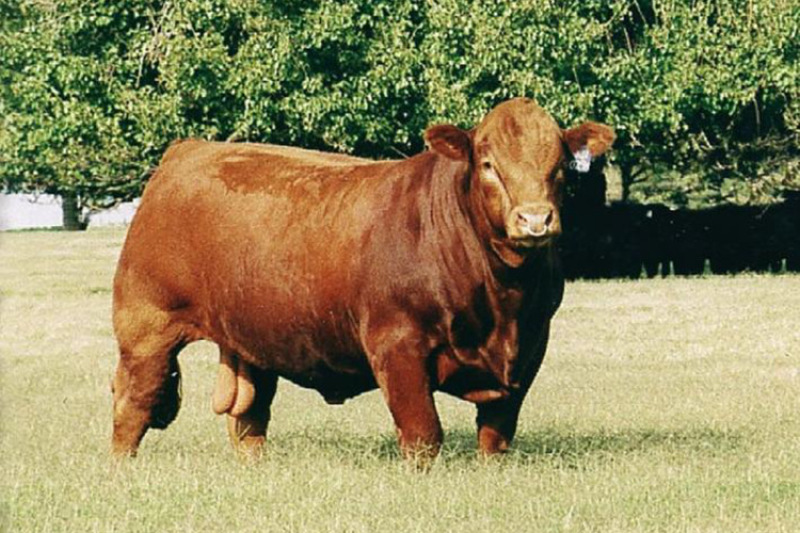 肉牛犊肉牛崽肉牛苗价格牛犊价格优惠包成活率包回收