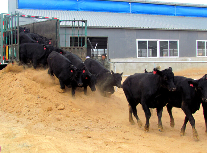 肉牛崽肉牛犊肉牛种肉牛仔出售包成活率包回收厂家直销
