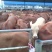牛苗小牛犊肉牛犊肉牛崽肉牛种牛犊价格优惠促销中