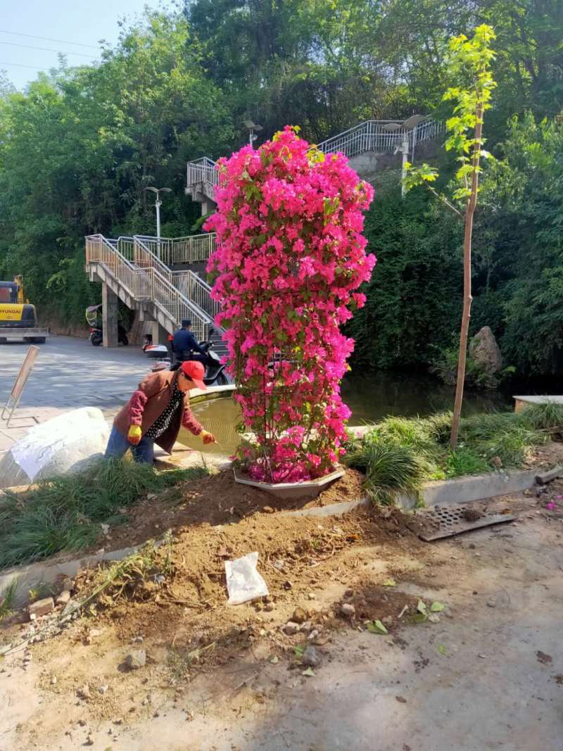 红花三角梅成都三角梅基地苗圃直供量大从优