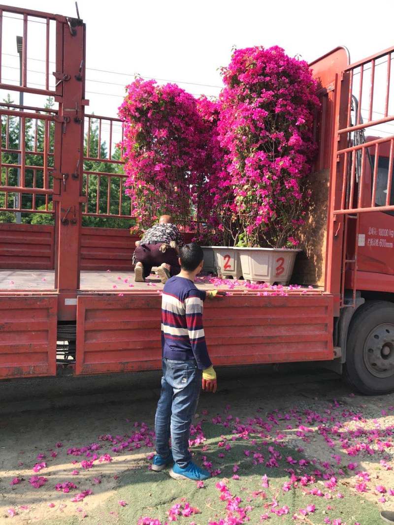 红花三角梅成都三角梅基地苗圃直供量大从优