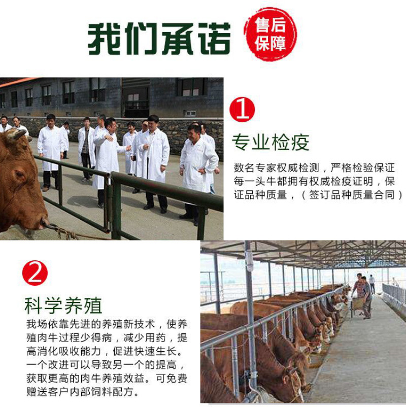 黄牛崽厂家直销质量保证送货上门报销路费包技术