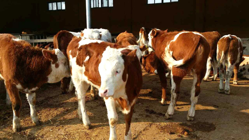 西门塔尔牛肉牛犊出售包技术来场客户报销车票货到付款
