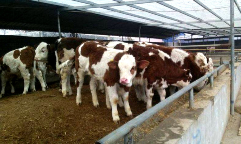 西门塔尔牛肉牛犊出售包技术来场客户报销车票货到付款