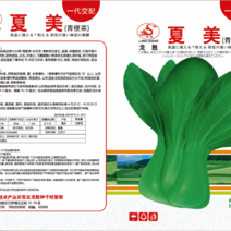 【🔥青梗菜种子】耐热耐雨水青梗菜种子飘儿白菜10克一袋