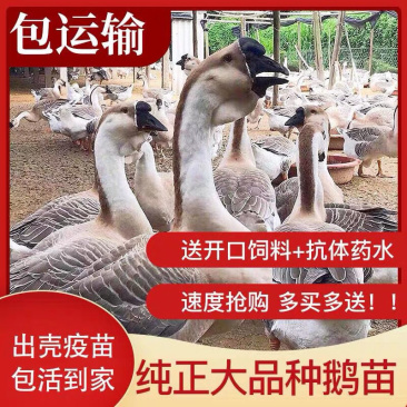 纯正狮头鹅苗提供技术养殖防疫齐全运输包活