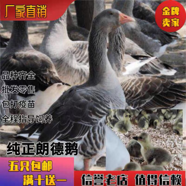 【精选】正宗朗德鹅苗成活率高防疫齐全全国发货