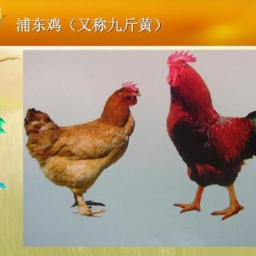 【热销中】九斤黄鸡苗防疫齐全全国发货