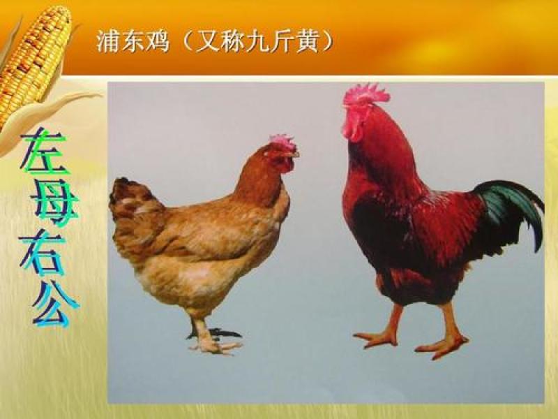 【热销中】九斤黄鸡苗防疫齐全全国发货