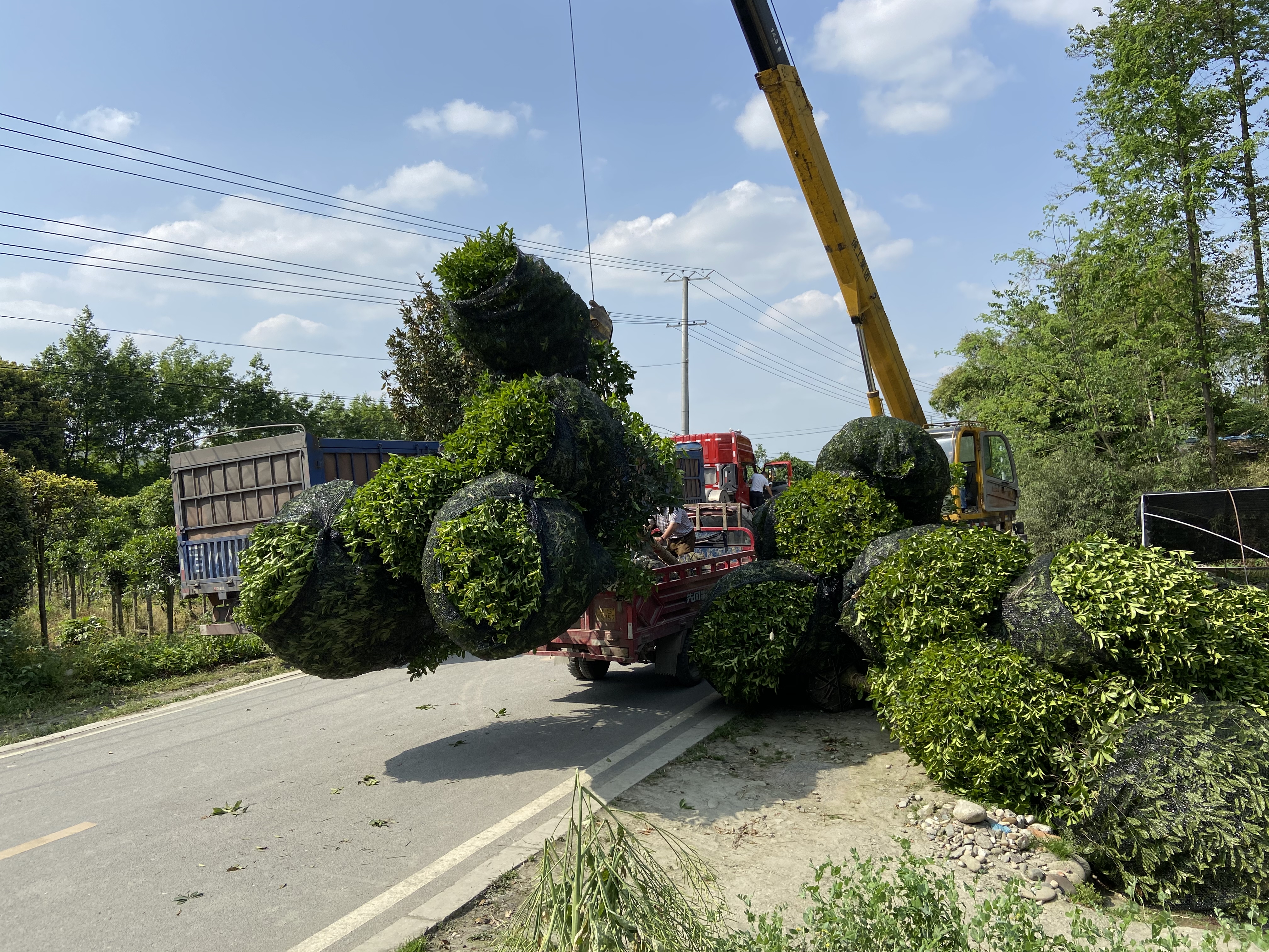 八月丹桂种植基地航拍图