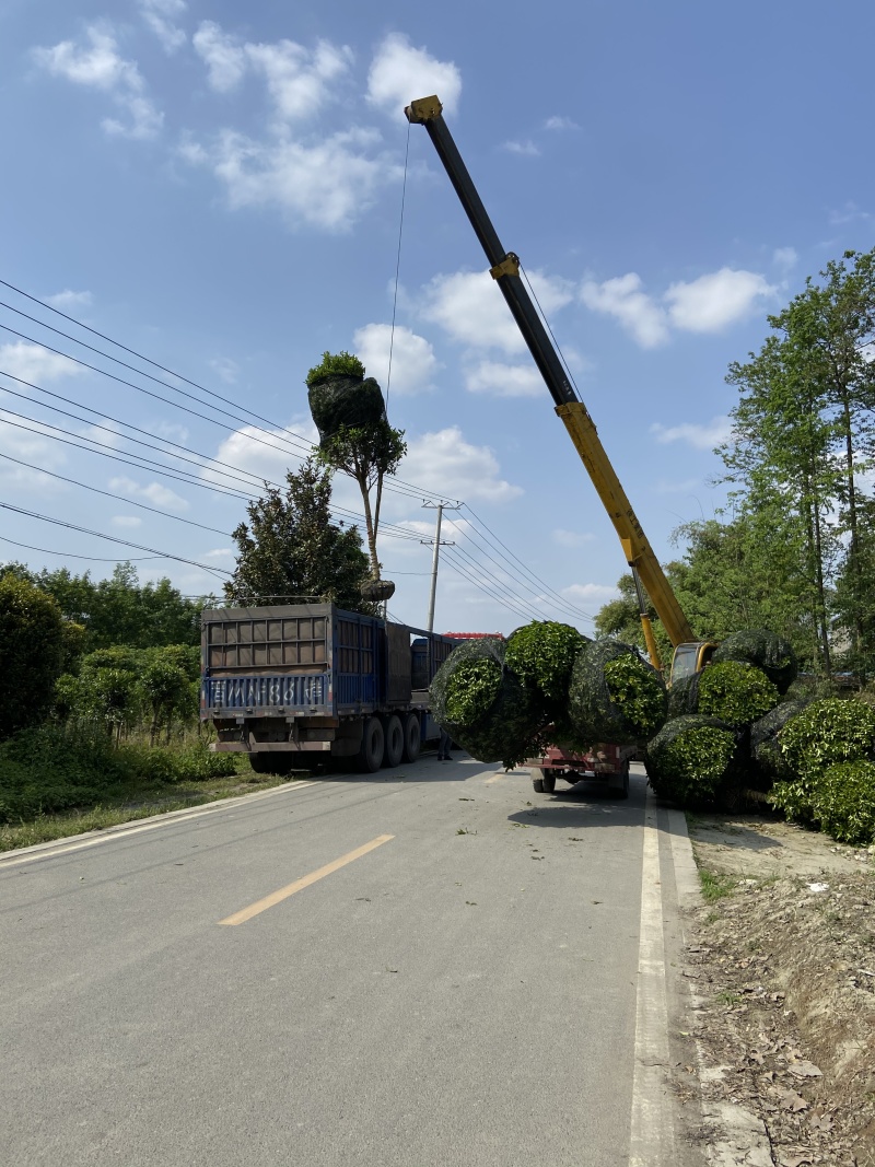 成都桂花8公分桂花金桂八月桂大量现货