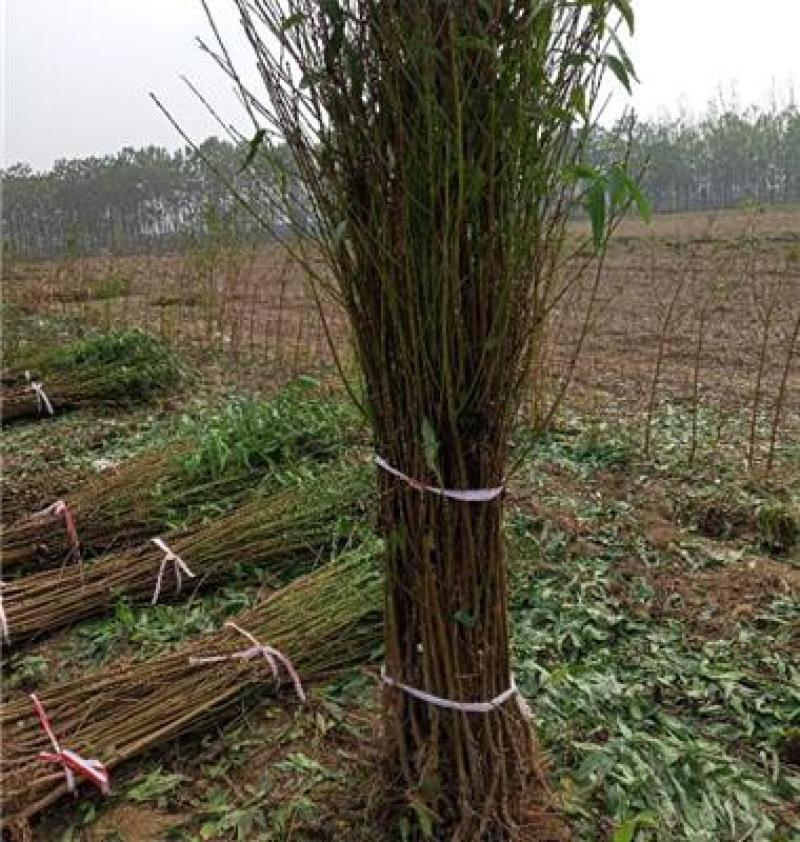 七月红秀桃，桃树果树苗木新品种，全国发货