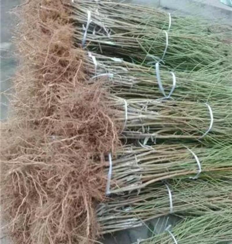 春丽桃，早熟桃果树苗新品种