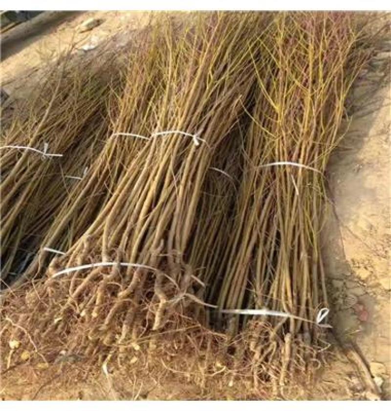 早蜜脆桃果树5—19早熟桃果树苗新品种