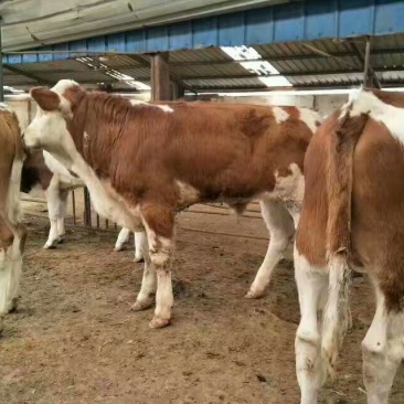 西门塔尔牛犊厂家直销无中介高质量高价格保质量自由挑选