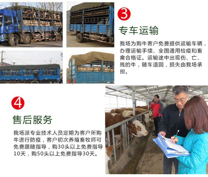 西门塔尔牛犊厂家直销无中介高质量高价格保质量自由挑选