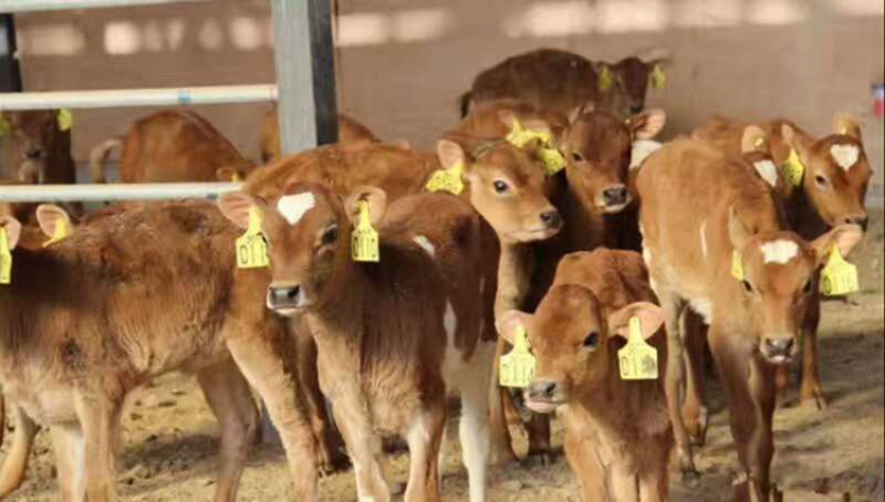 鲁西黄牛肉牛苗湖南肉牛崽出售来场报销车票自由挑选