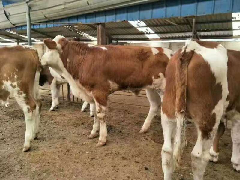 鲁西黄牛肉牛苗湖南肉牛崽出售来场报销车票自由挑选