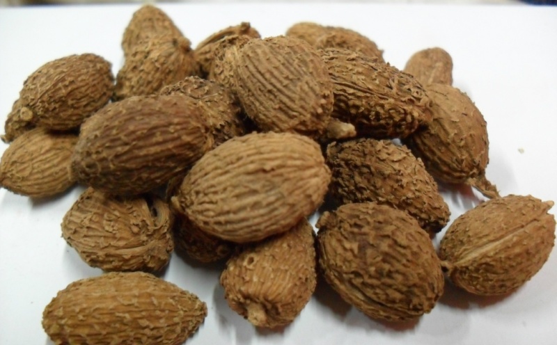 壳砂仁砂仁米一手货源新店开张全场起价包邮大货面议