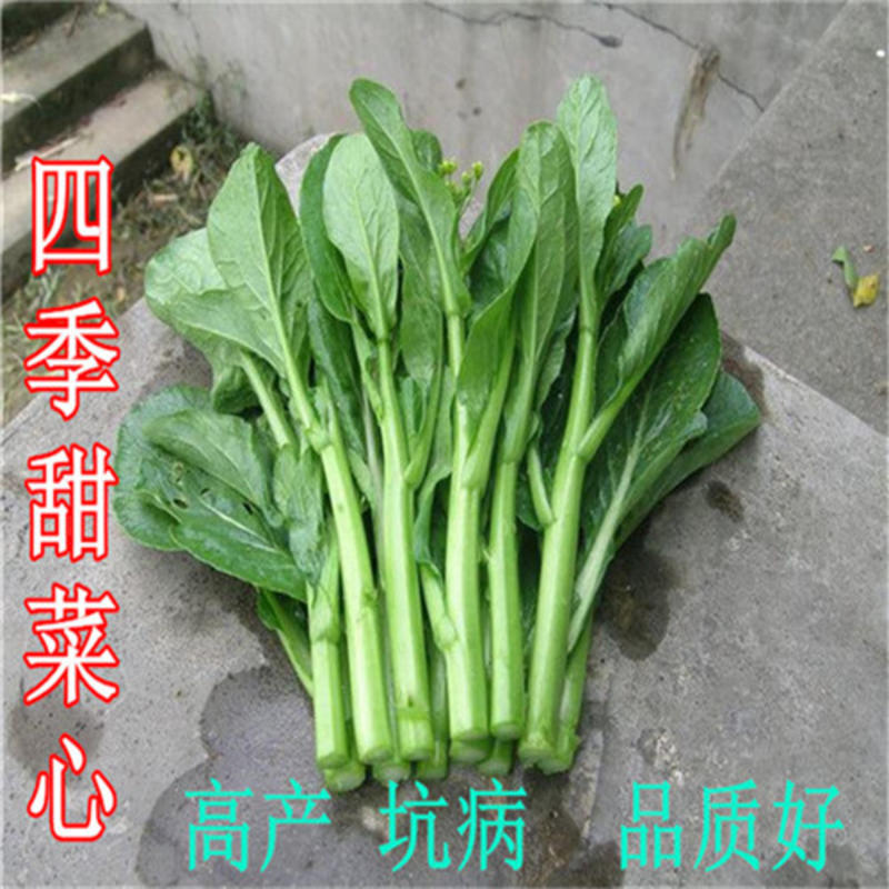 广良菜心种子抗热耐湿30天收青菜种籽春季夏季四季
