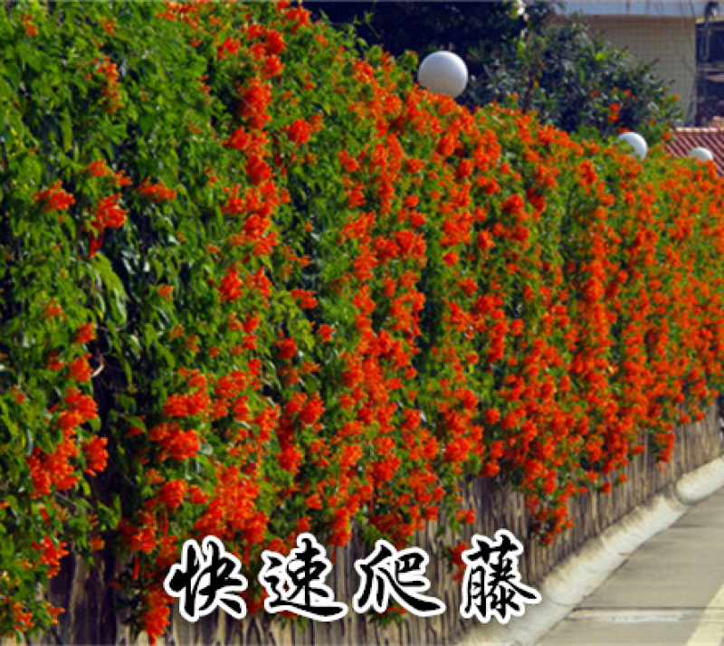 凌霄树苗长廊景区布置超长花期线上包邮