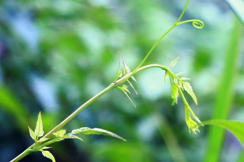 重庆野生藤茶莓茶龙须毛尖正品