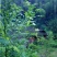重庆野生藤茶莓茶龙须毛尖正品
