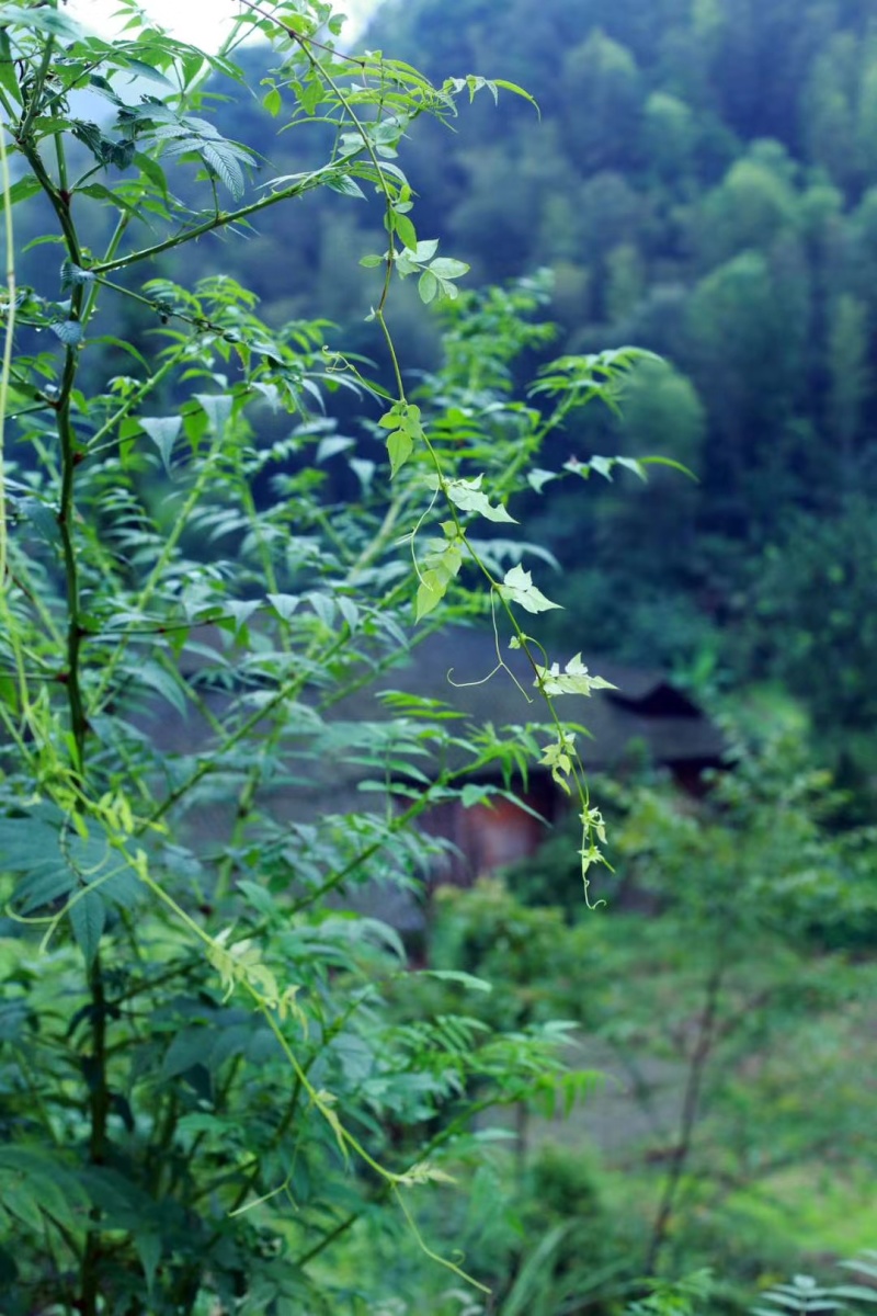 重庆野生藤茶莓茶龙须毛尖正品